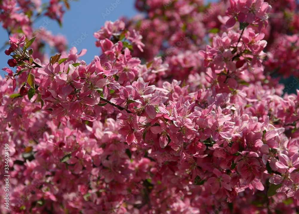 Spring apple-tree branch with pink flowers Spring apple-tree branch with pink flowers