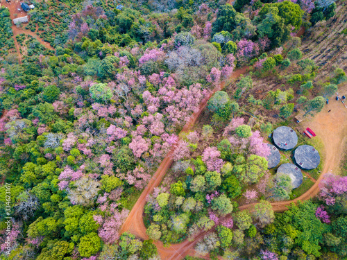 Aerial view of cherry blossom flowers blooming around the hill top of Doi Pangkhon mountain in Chiang Rai province, Thailand. This mountain has rich mineral and soil for growing unique coffee. photo