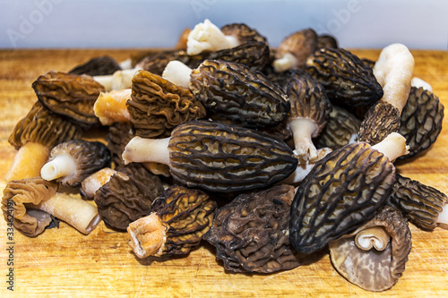 Wallpaper Mural Freshly collected Morels mushrooms Torontodigital.ca