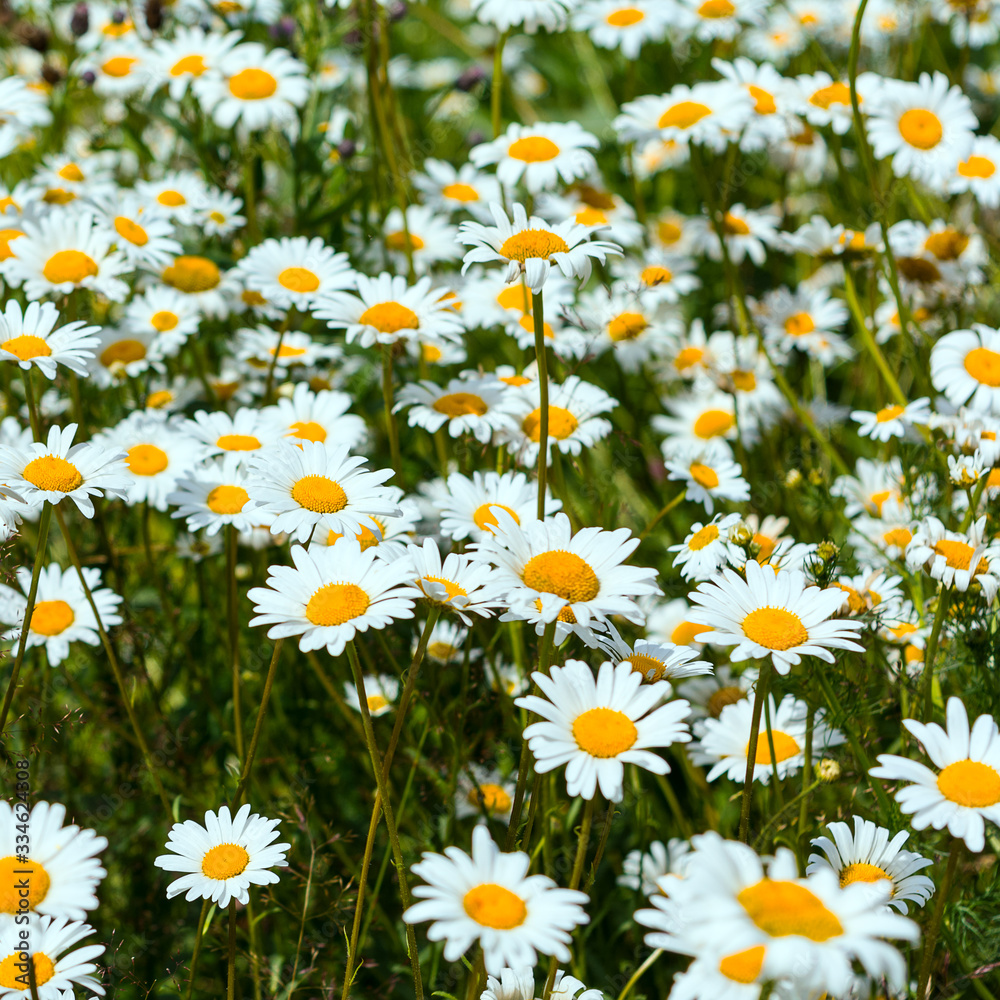 Blooming field with white chamomile Blooming field with white chamomile