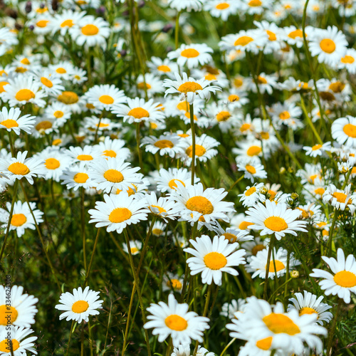 Blooming field with white chamomile