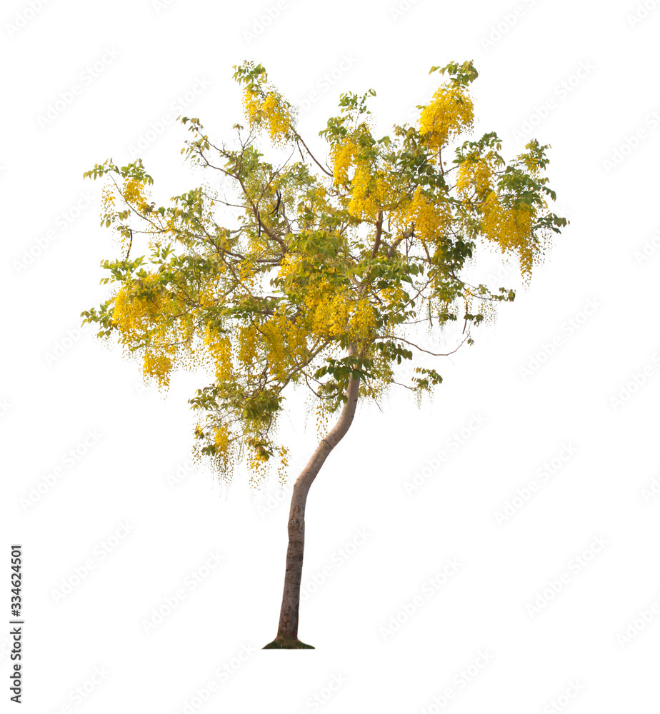 Tree Tree