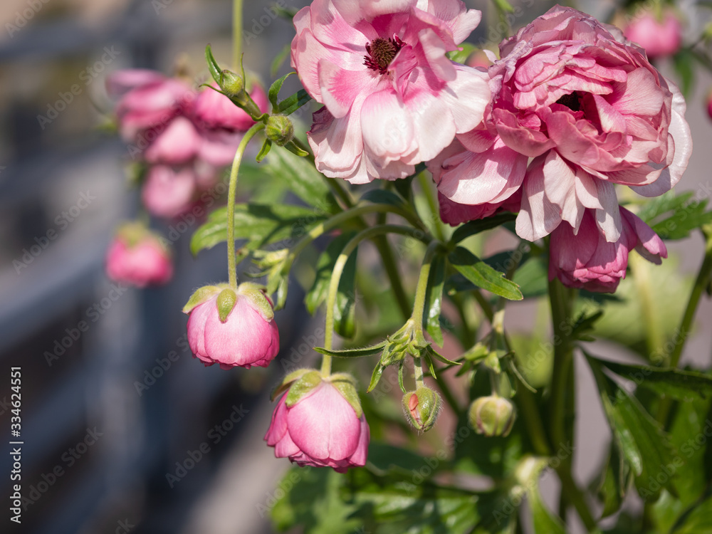 Fototapeta premium 花壇に咲いている褪せたピンク色の花のクローズアップ。。
