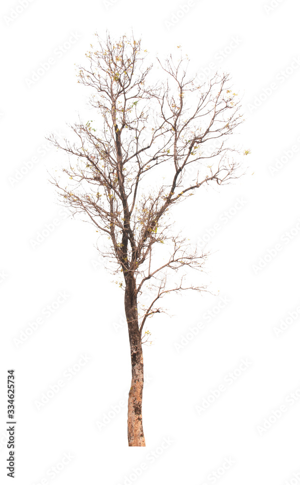 Tree Tree