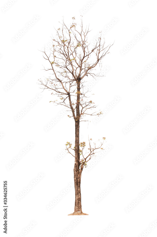 Tree Tree