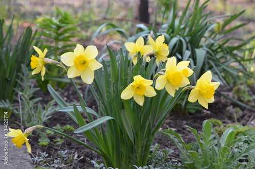 Yellow flowers of daffodils filmed close-up.