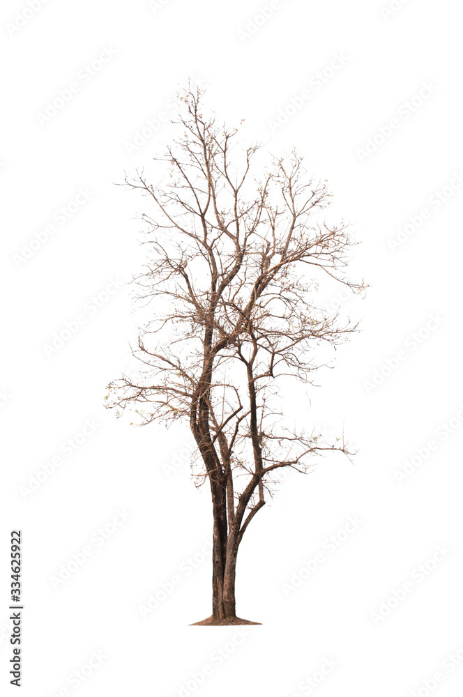 Tree Tree