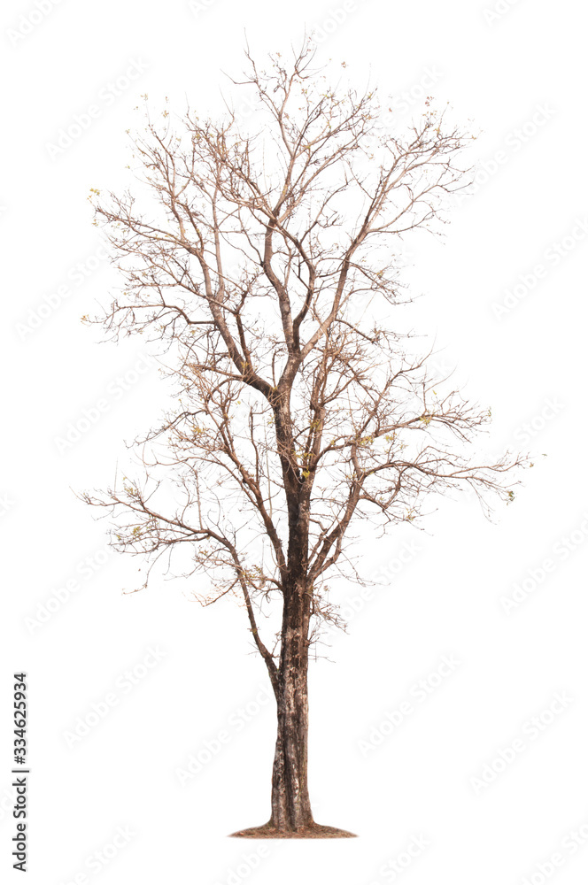 Tree Tree