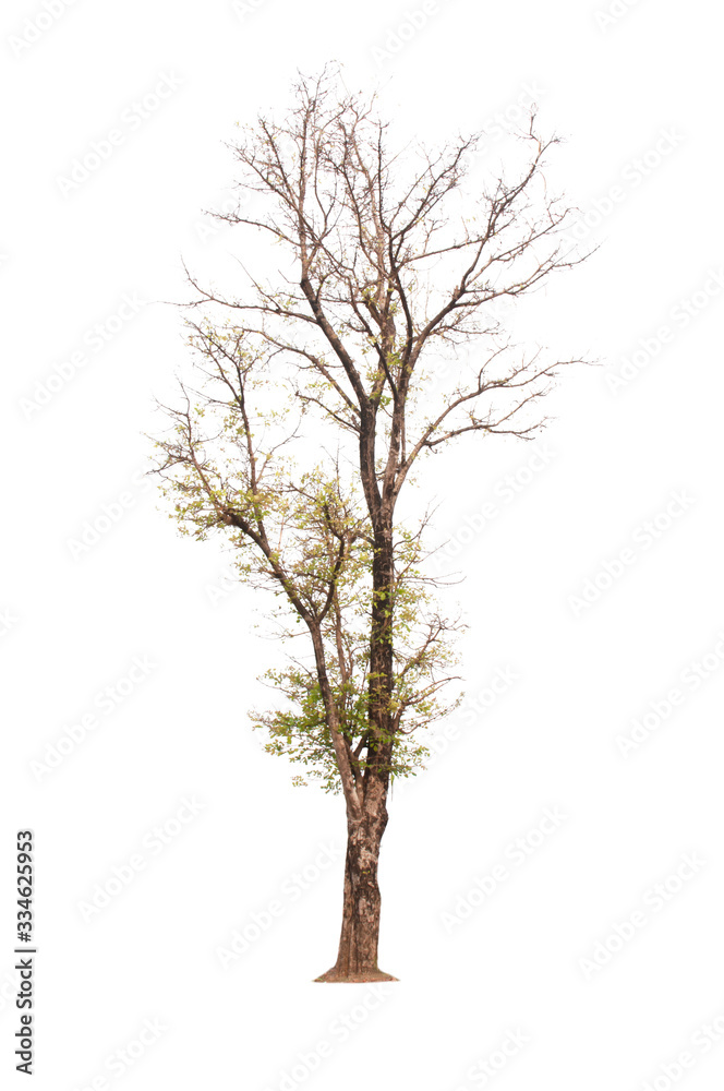 Tree Tree