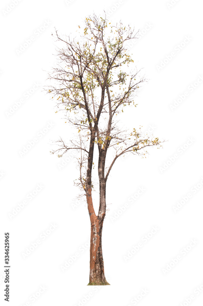 Tree Tree