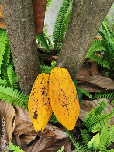 cocoa, background, plant, pod, fruit, yellow, cacao, ripe, bean, organic, ingredient, natural, nature, raw, brown, food, tropical, fresh, chocolate, tree, forest, sunshine, gourmet, snack, dried, wood