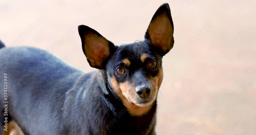 Dog looking at the camera, first person