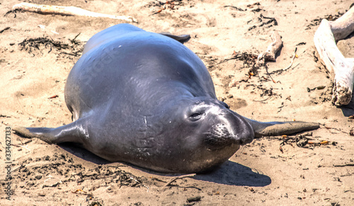 Black Elephant Seal