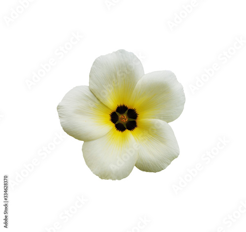 Close-up beautiful white of Turnera subulata flower on white background. Flower known by the common names white buttercup  sulphur alder  politician s flower  dark-eyed turnera  and white alder