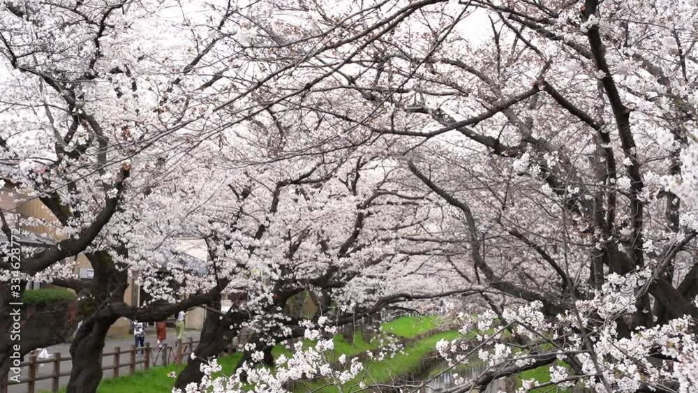 Cherry blossoms in full bloom. Kawagoe City, Saitama Prefecture, Japan Cherry blossoms in full bloom. Kawagoe City, Saitama Prefecture, Japan