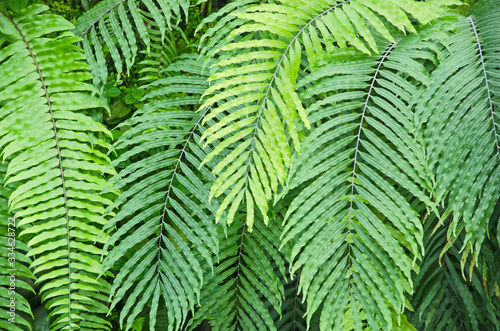 Beautiful green pattern of wild fern leaves