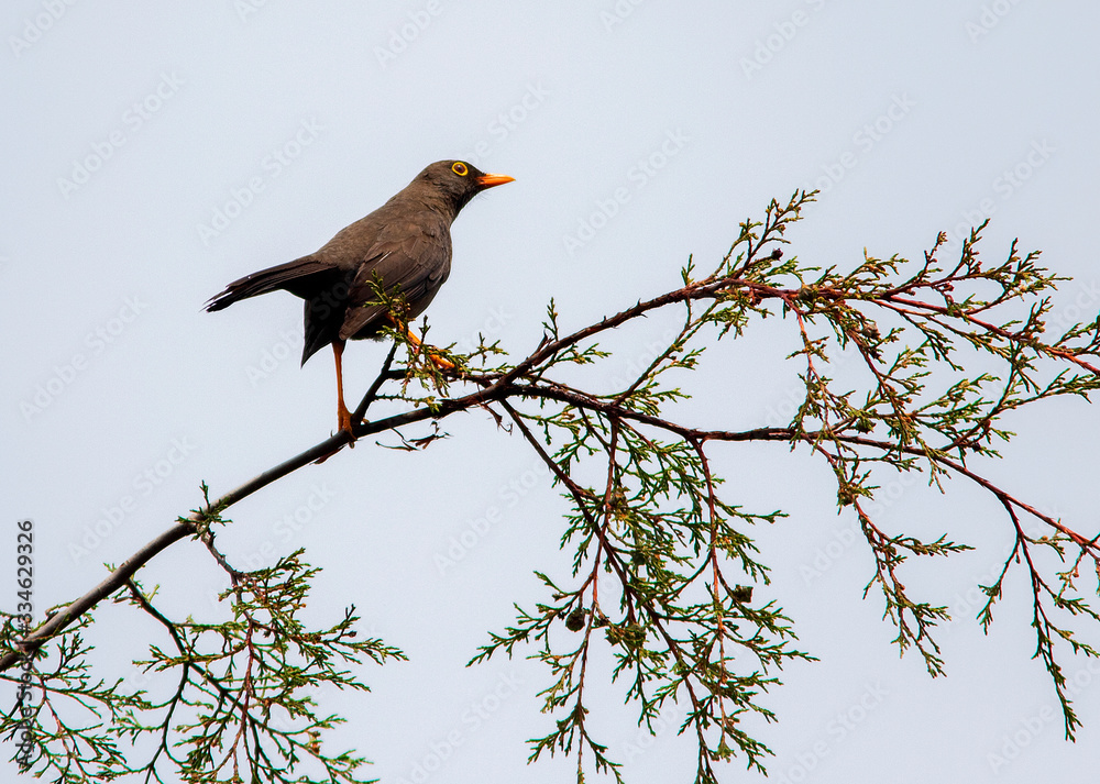 Great Thrush (Turdus fuscater) in the colombian forest Great Thrush (Turdus fuscater) in the colombian forest