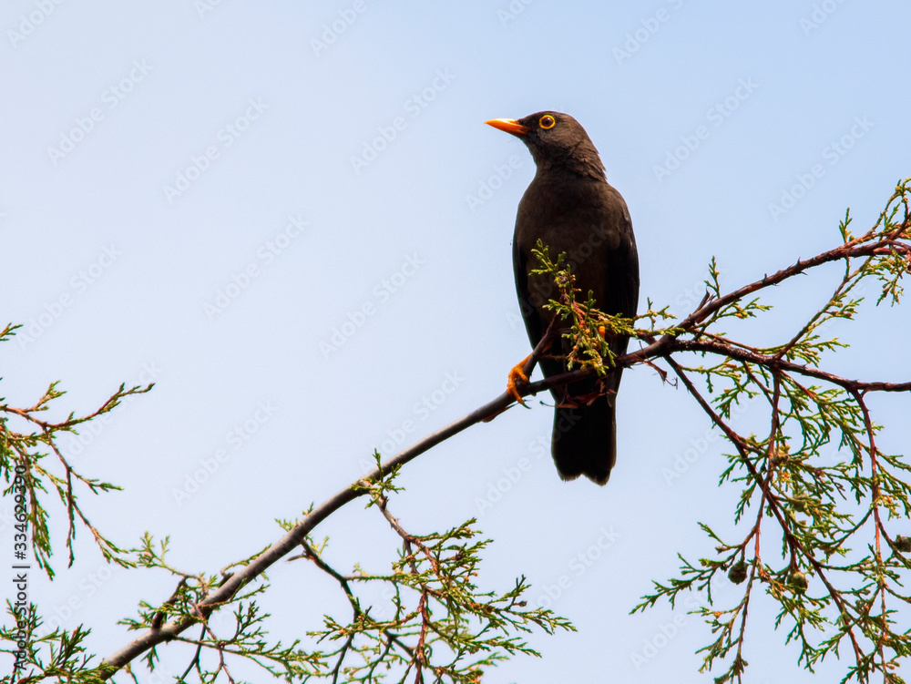 Great Thrush (Turdus fuscater) in the colombian forest Great Thrush (Turdus fuscater) in the colombian forest