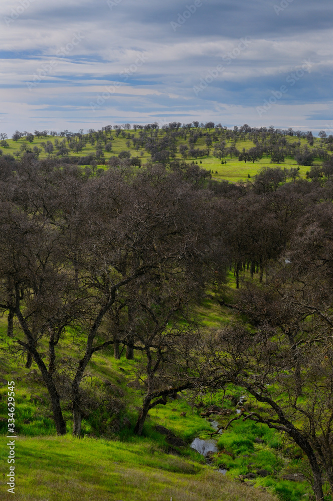 Rolling hills of Catheys Valley in California in winter with fresh green grass