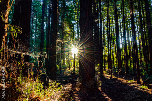 The rotorua redwood trees in new zealand