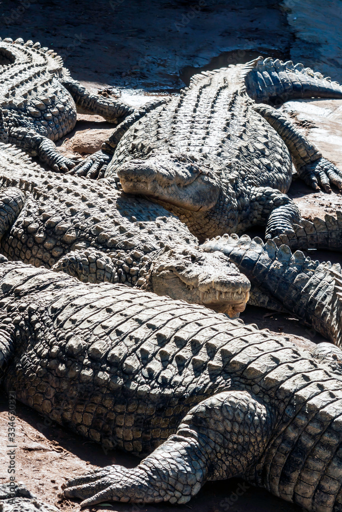Fototapeta premium Closeup of Alligators lying in the sun