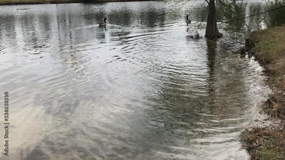 Miniature silver (white) schnauzer dog runs in water after ducks, slomo Miniature silver (white) schnauzer dog runs in water after ducks, slomo