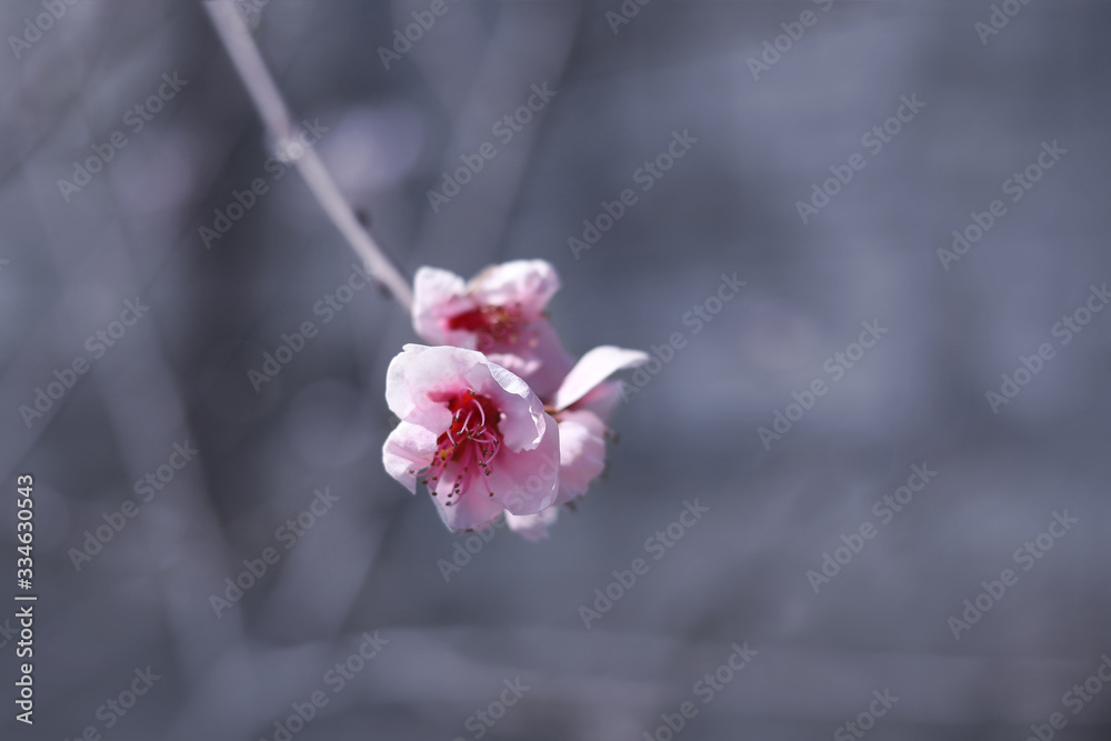 pink flowers on peach, plum or cherry tree branches in spring. pink flowers on peach, plum or cherry tree branches in spring.