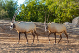 Two Oryx antelope walking in the bush