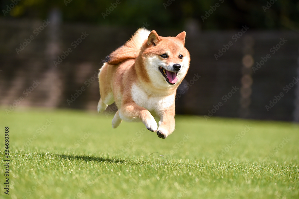ドッグランで走る柴犬 ドッグランで走る柴犬