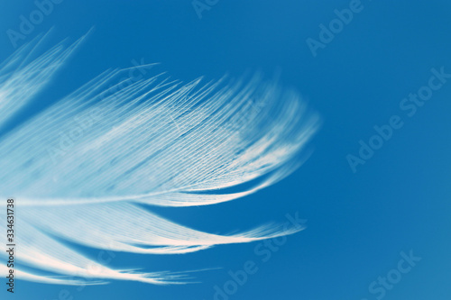 white feather against blue sky