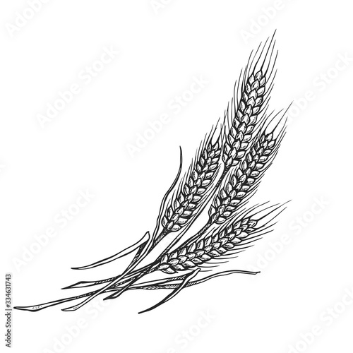 wheat drawing illustration in black and white on isolated background,