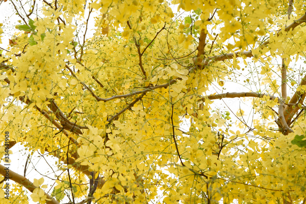 Fototapeta premium the seasonal local thai yellow flowers over the cloudy white sky