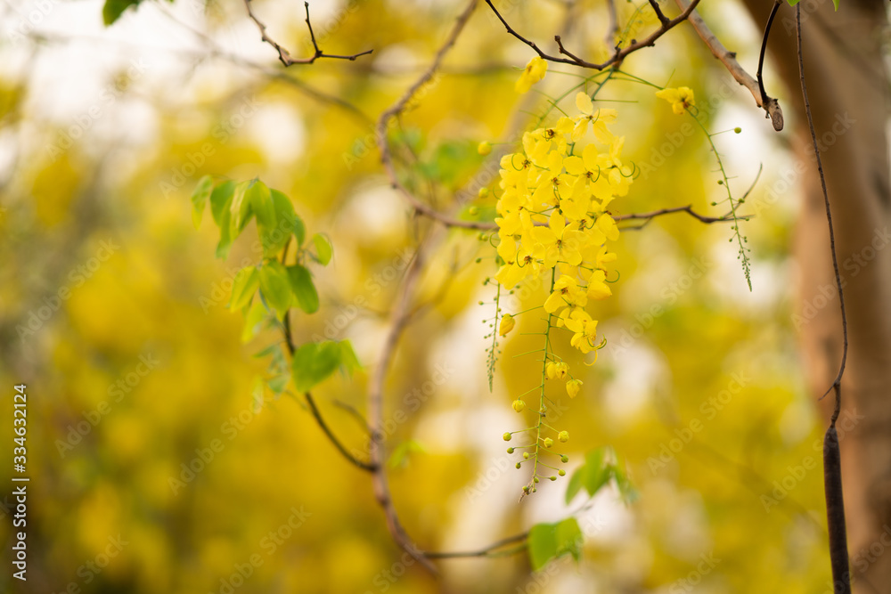 the seasonal local thai yellow flowers over the cloudy white sky the seasonal local thai yellow flowers over the cloudy white sky