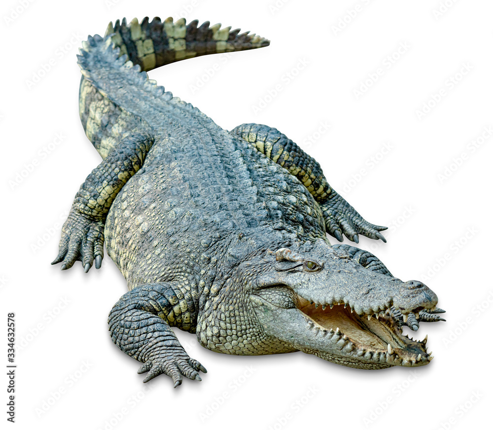 crocodile isolated on white background ,include clipping path Stock