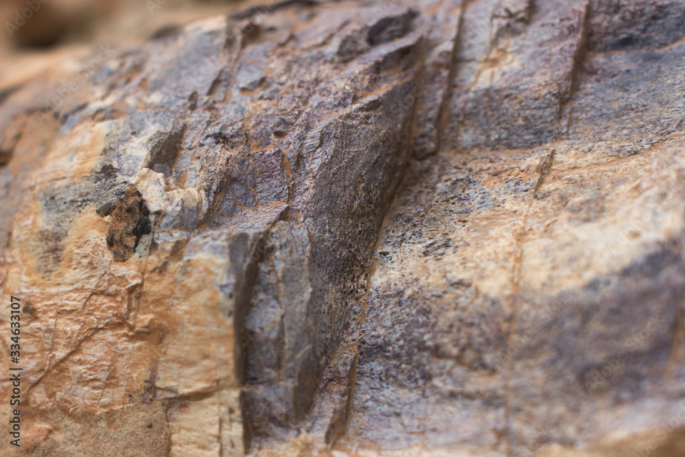 Dinosaur Bone 1 Dinosaur Bone 1