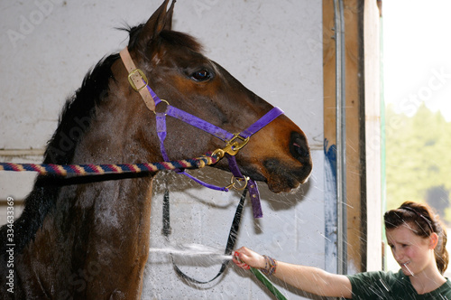 Young girl spraying and washing a horse cross tied in a shower stall