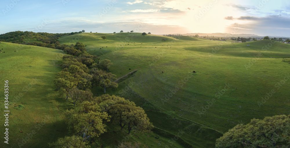 Obraz premium Green Rolling Hills with Oak Filled Valley in Paso Robles California