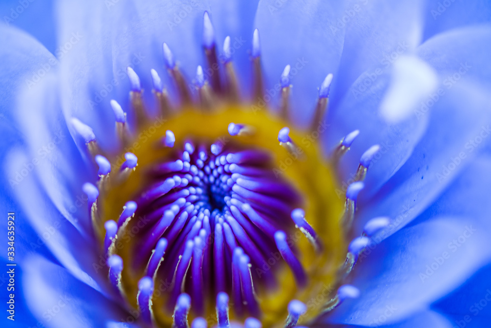 Obraz premium Detail of pistils and petals of aquatic flower.