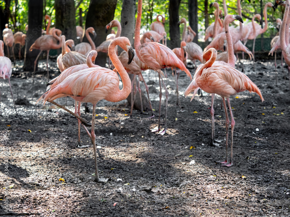 Close up Group of American Flamingo in Tropical Nature Close up Group of American Flamingo in Tropical Nature