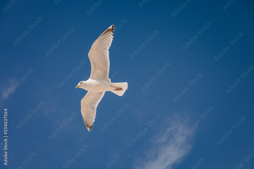 Obraz premium Seagull flying in the sky above the ocean in Montauk