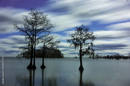 cypress trees in still water