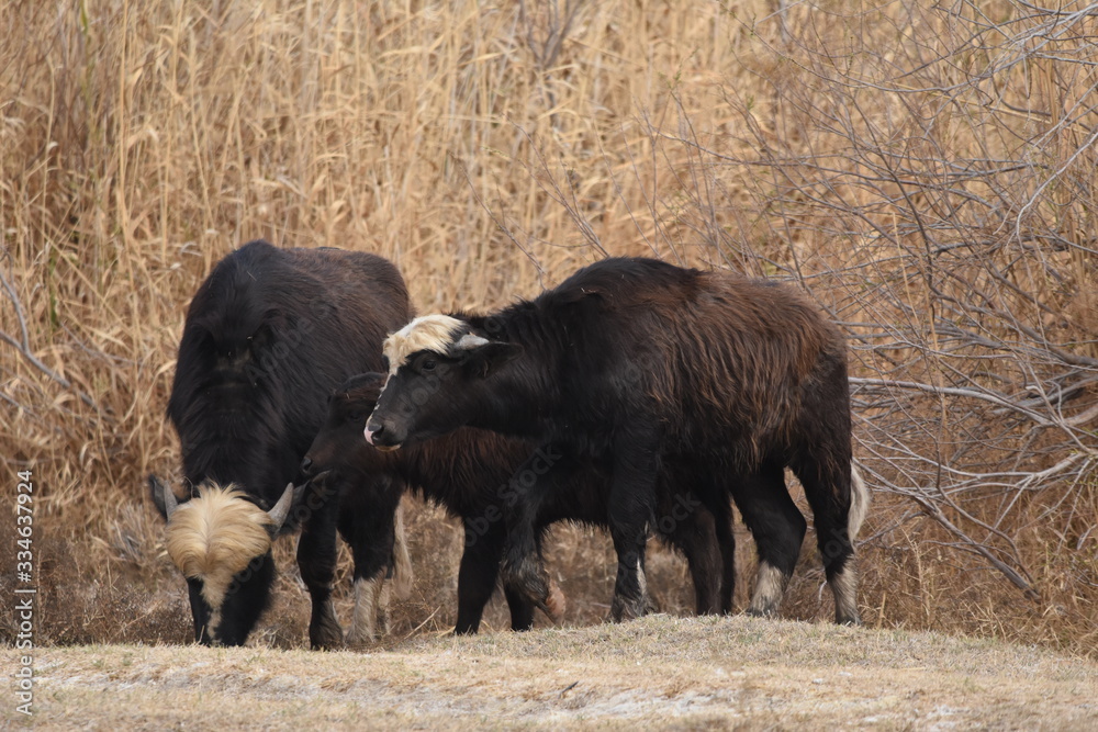 River buffalos. Species of wild ungulates reproduced in the Al Azrak reserve in Jordan. Drying marshes supplying Amman with drinking water.
