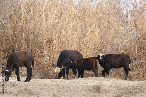 River buffalos. Species of wild ungulates reproduced in the Al Azrak reserve in Jordan. Drying marshes supplying Amman with drinking water.