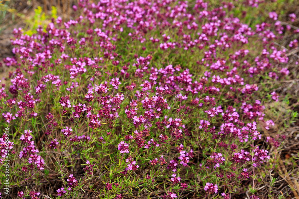 Purple wild thyme flowers on a meadow