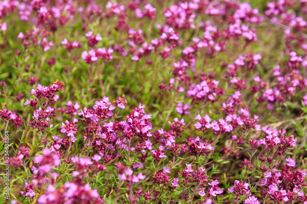 Purple wild thyme flowers on a meadow