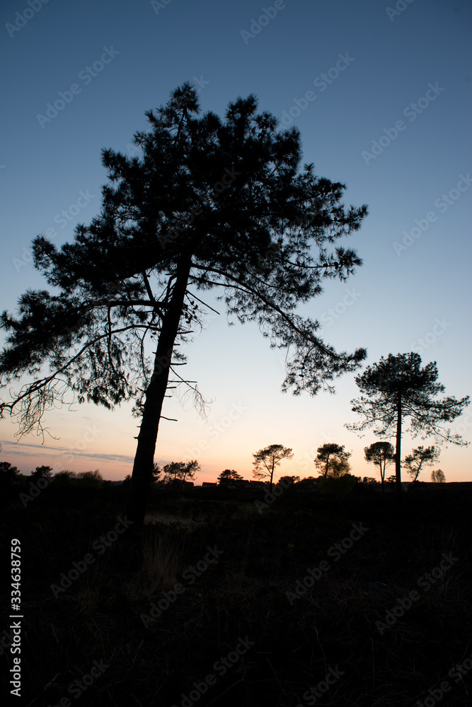 silhouette of pine trees against the evening sky at sunset on a heath silhouette of pine trees against the evening sky at sunset on a heath