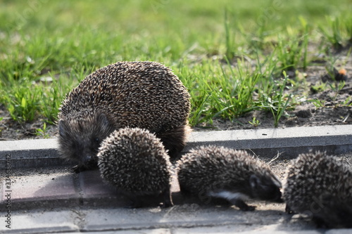 Fototapeta Naklejka Na Ścianę i Meble -  Prickly hedgehog mother with three young people looking for food on an evening walk between houses and streets of the city. Omnivore mammals active at night.