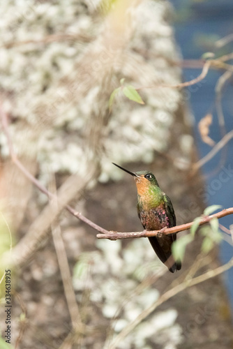 Female hummingbird on a branch, blue-throated starfrontlet, coeligena helianthea photo