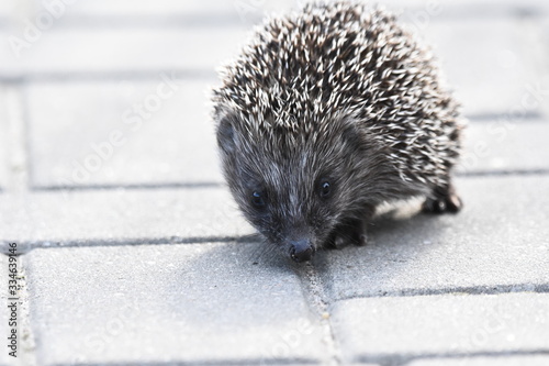 Fototapeta Naklejka Na Ścianę i Meble -  Prickly hedgehog mother with three young people looking for food on an evening walk between houses and streets of the city. Omnivore mammals active at night.