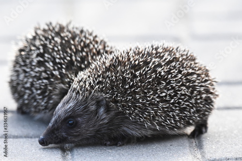 Prickly hedgehog mother with three young people looking for food on an evening walk between houses and streets of the city. Omnivore mammals active at night.
